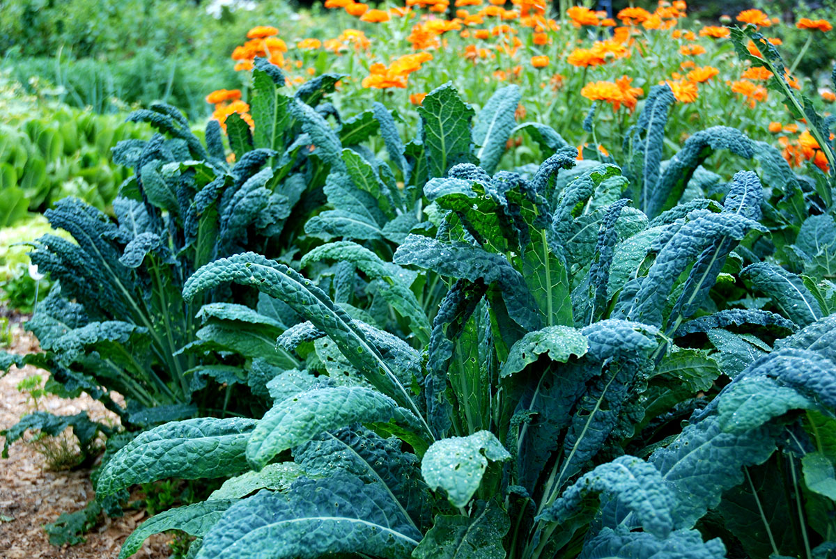 Ogród ziołowo-warzywny
